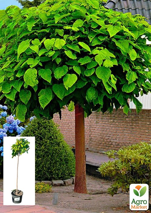 Катальпа бігнонієподібна на штамбі "Нана" висота 180-200см