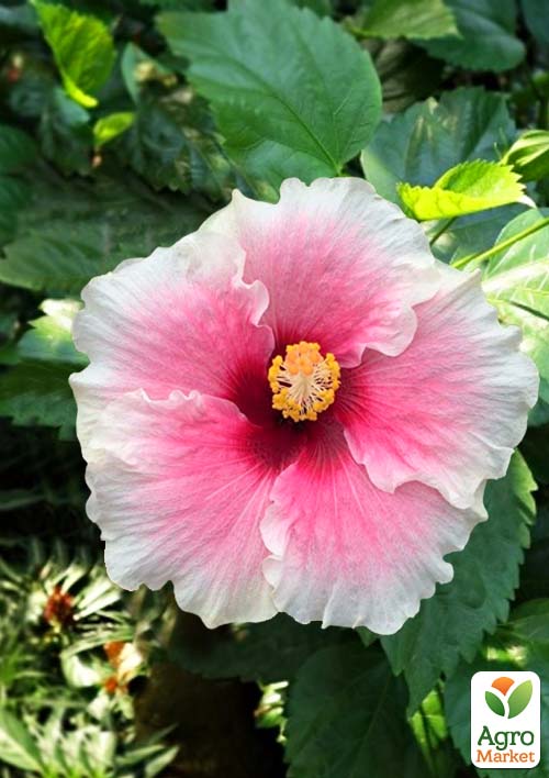 Гибискус комнатный "Grace 3" 