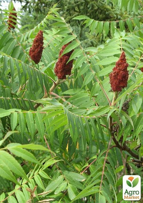 Сумах "Оленерогий"  - фото 3