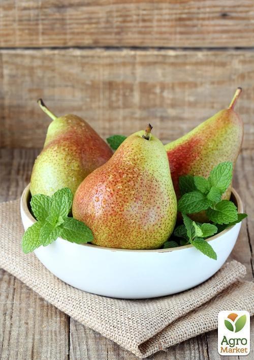 Груша "Лесная Красавица"