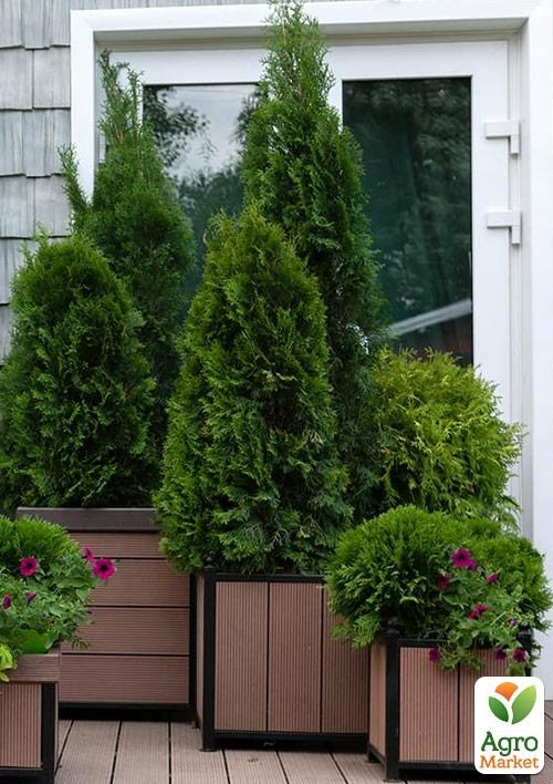 Туя Новорічна «Smaragd» (висота 120см) - фото 4