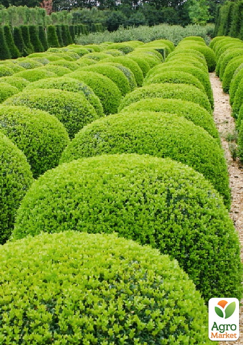 Самшит вечнозеленый 2 х летний саженец - фото 6