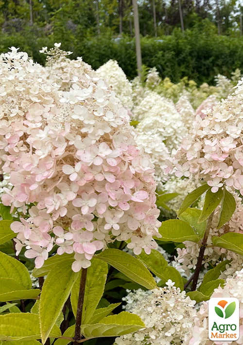 Гортензія 3-х річна волотиста "Magical Sweet Summer" - фото 3