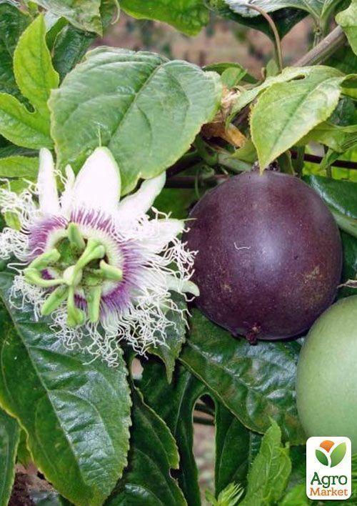 Маракуйя Бразильская съедобная