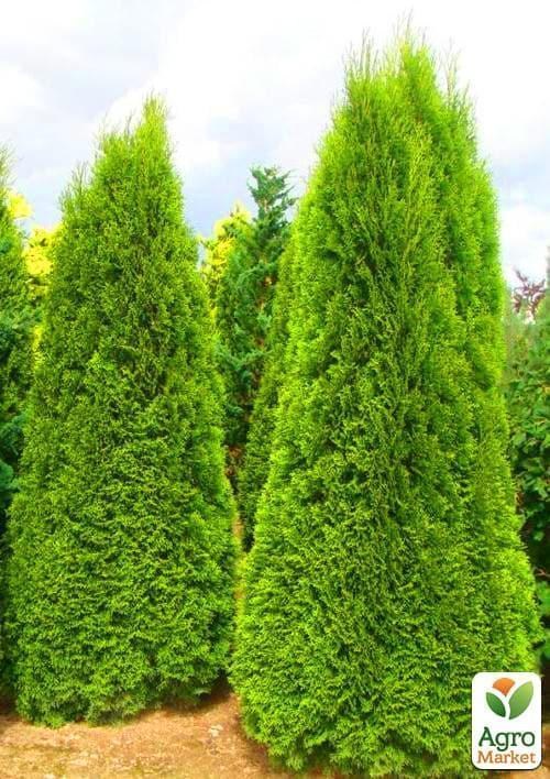Туя западная "Смарагд Лайт" (Smaragd Light) горшок P9