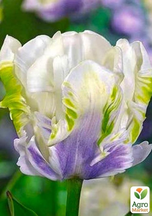 Тюльпан "White Lizard" 3шт в упаковці