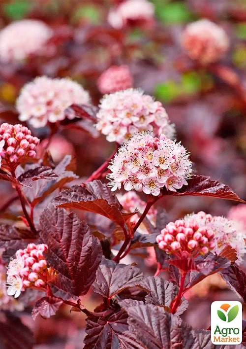 Пузыреплодник калинолистный "Andre" С2, высота 20-40см - фото 2