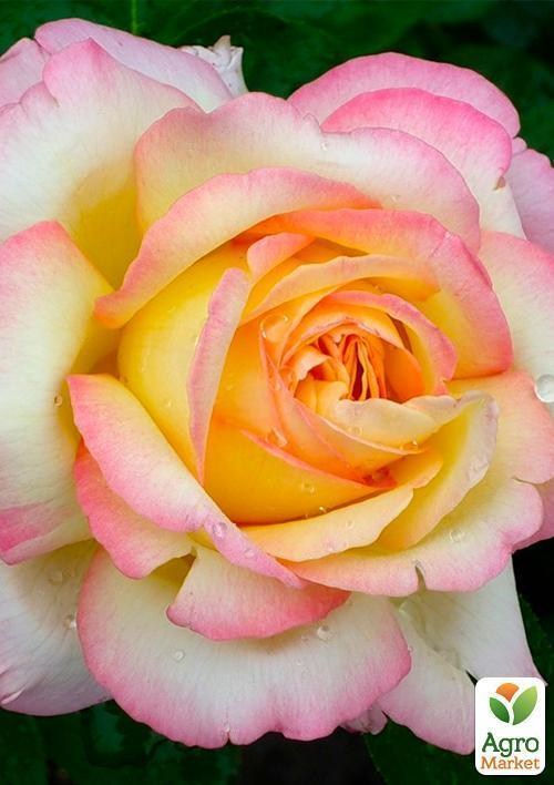 ArtGreenFest! Роза плетистая "Gloria Daу Climber"