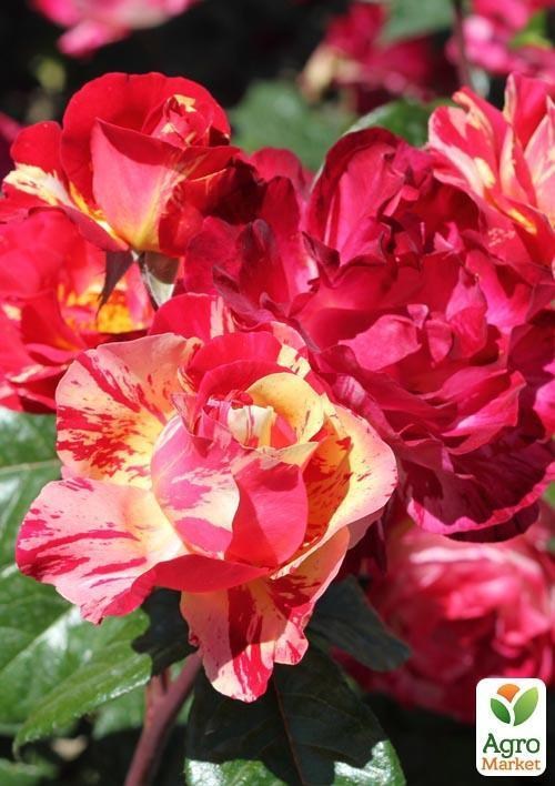 Роза флорибунда "Carnavale"