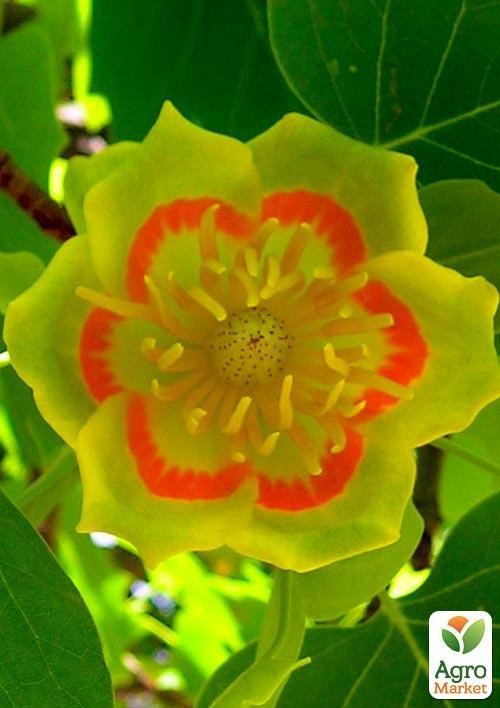 Тюльпановое дерево ярко-желтое "Лириодендрон" (Liriodendron tulipifera) - фото 4