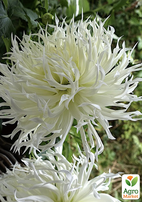 Жоржина"Tsuku-Yori-No-Shisha" 1шт в упаковці