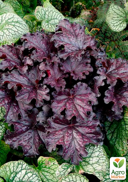 Гейхера (Heuchera) Forever "Midnight"  - фото 4