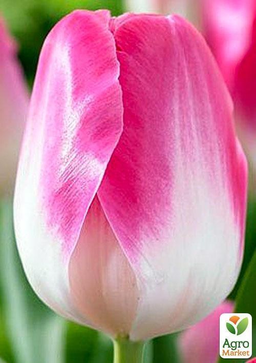 Тюльпан "Dynasty " 3шт в упак