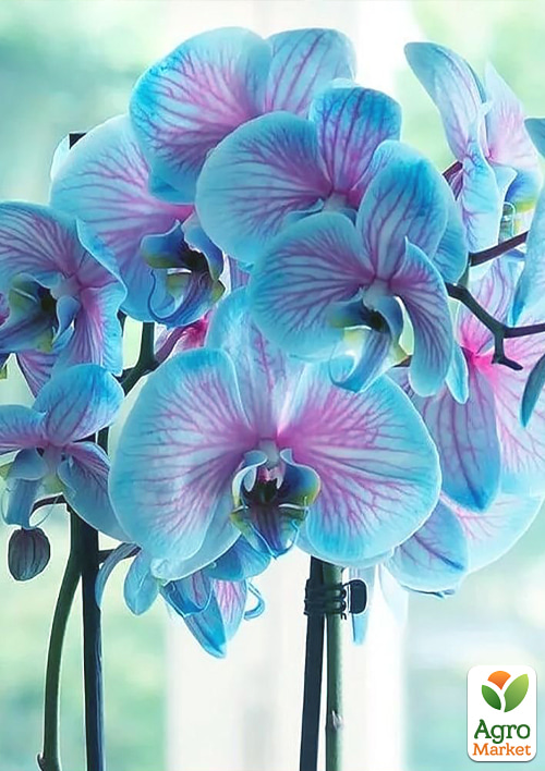 Орхидея (Phalaenopsis) "Wonder Blue" - фото 5