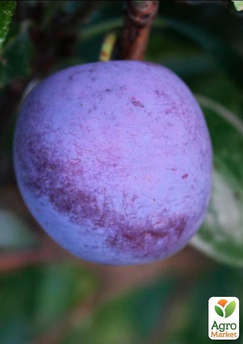 Слива "Штутгарт"