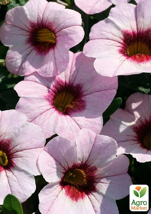 Калибрахоа Neo "Pink Dark Eye" (контейнер №10, высота 10-15см)