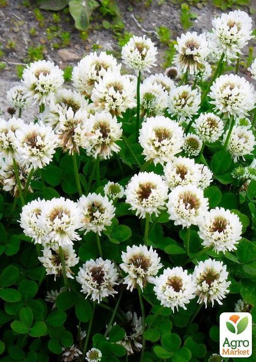 Конюшина "Біла" (Зіпер) ТМ "Весна" 3г  - фото 2