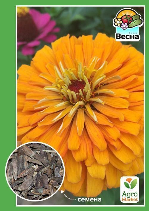 Цинния "Золотые соты" ТМ "Весна" 0.4г