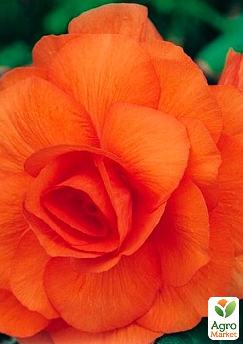 Бегонія махрова "Лососева" 1шт - фото 2