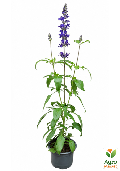 Шалфей чудесный "Queen Dwarf Blue" С2 - фото 3