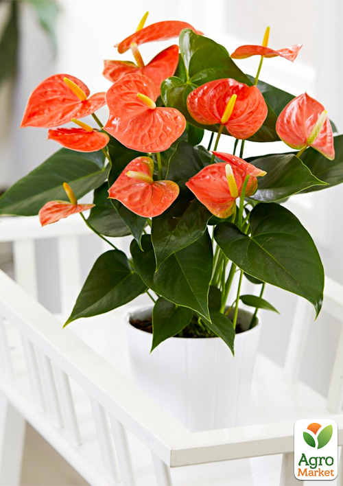 Антуриум (Anthurium) "Prince of Orange" - фото 6