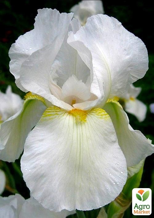 Ирис бородатый крупноцветковый "Эльбрус Алмазный" NEW 1шт в упаковке
