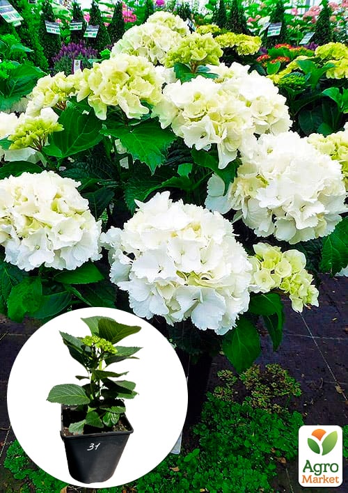 Гортензія крупнолиста "Schneeball"