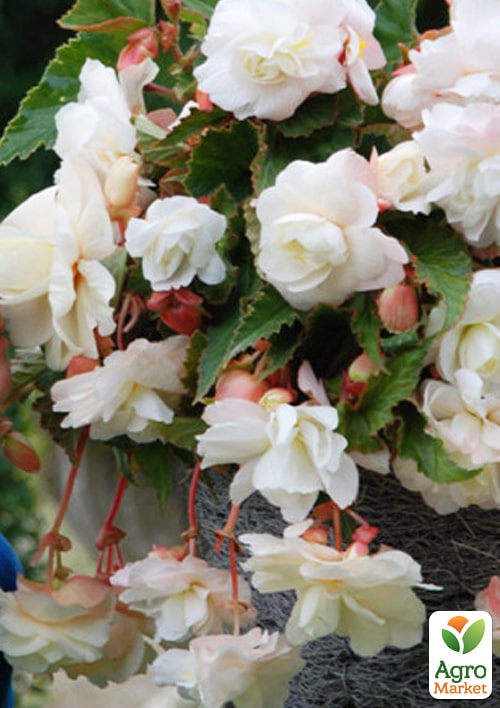 Бегонія ароматна "Parfum Pastel White" - фото 2