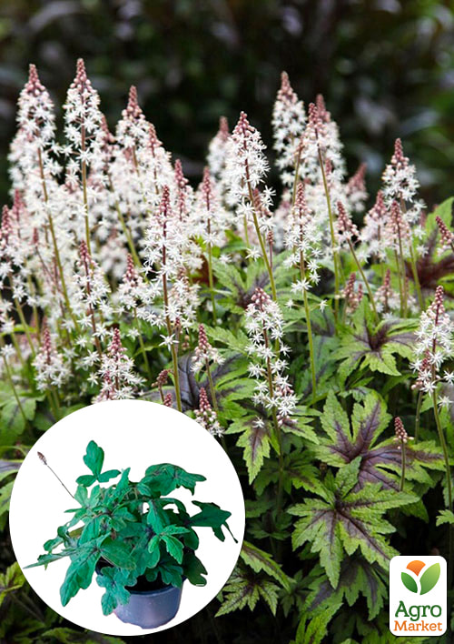 Тиарелла (Tiarella) "Spring Symphony" С1 (высота 15-30см)