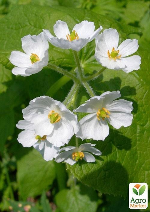 Прозора квітка "Скелетон" ТМ "Vesna Exclusive" 5шт - фото 3