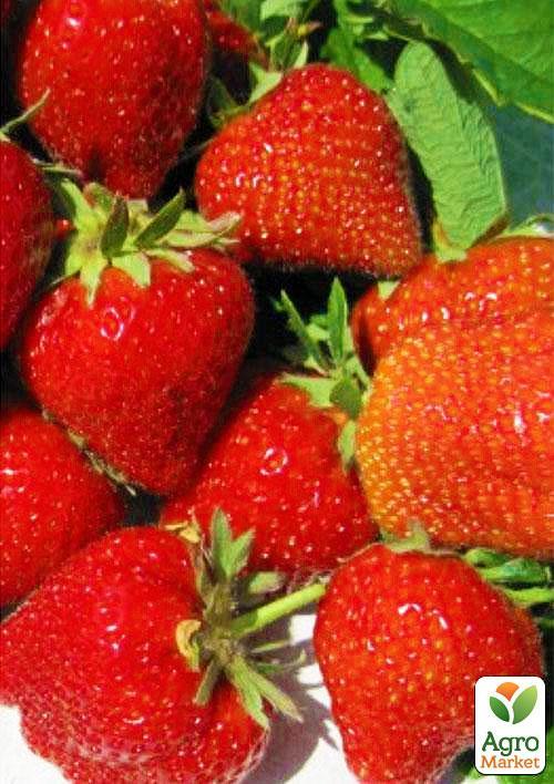 Клубника "Сирафин" (ремонтантный сорт) - фото 8
