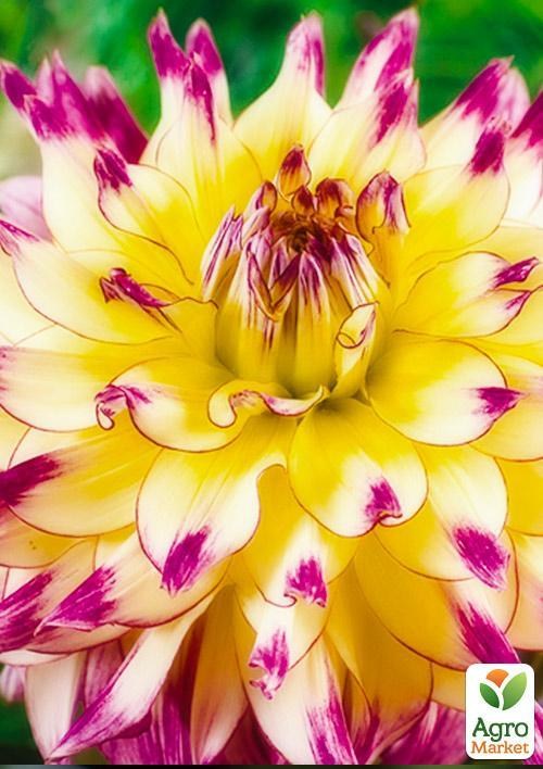 Жоржина "Zoey Rey"