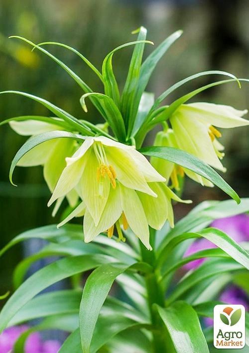 Фритиллярия "Raddeana" (размер 16/18, средний) 1шт в упаковке