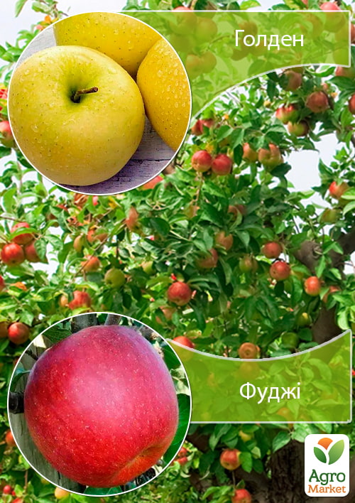 Дерево-сад Яблоня "Голден+Фуджи" 