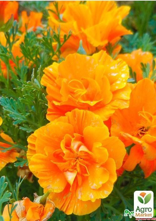 Ешшольція "Тайський Шовк" (Зипер) ТМ "Весна" 1г - фото 3