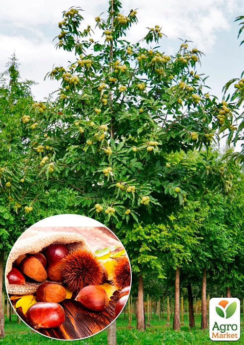 LMTD Каштан съедобный 3-х летний "Sativa" (40-60см)