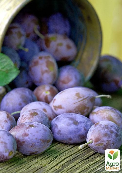 Слива "Киргизская Превосходная" - фото 3