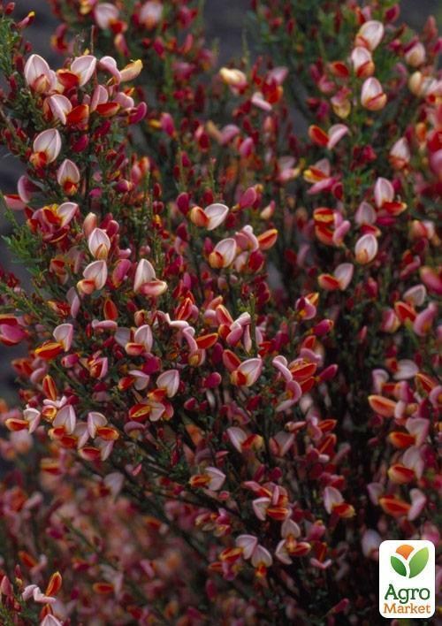 Ракитник Cytisus Coronary "Maria Burkwood" - фото 2