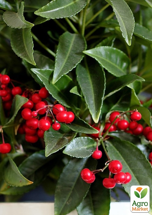 LMTD Ардис с ягодами 3-х летний "Crenata" (40-50см) - фото 7