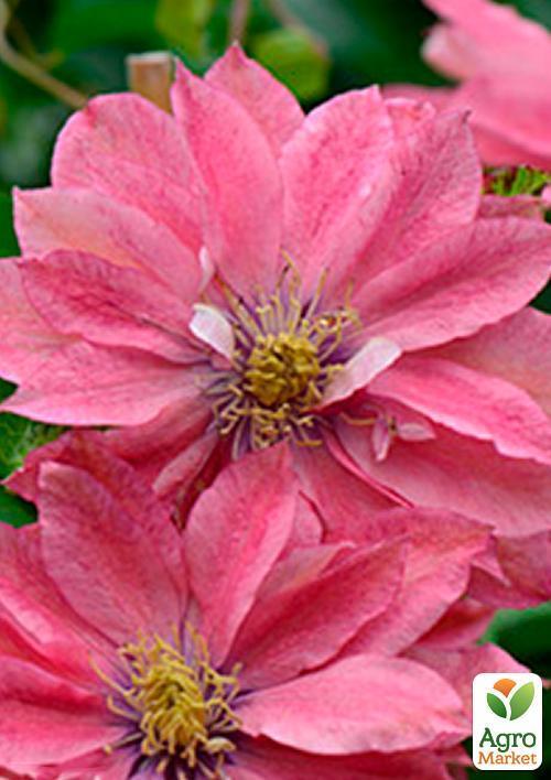 Клематис "Little Mermaid" - фото 6