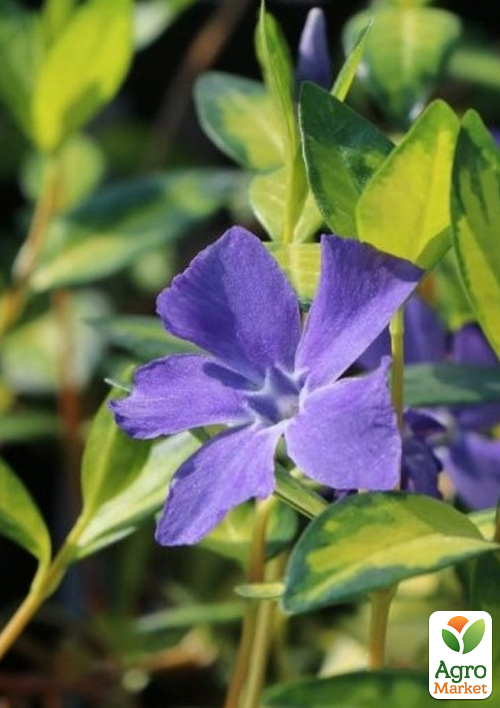 Барвінок малий "Blue and Gold" вазон С1.5