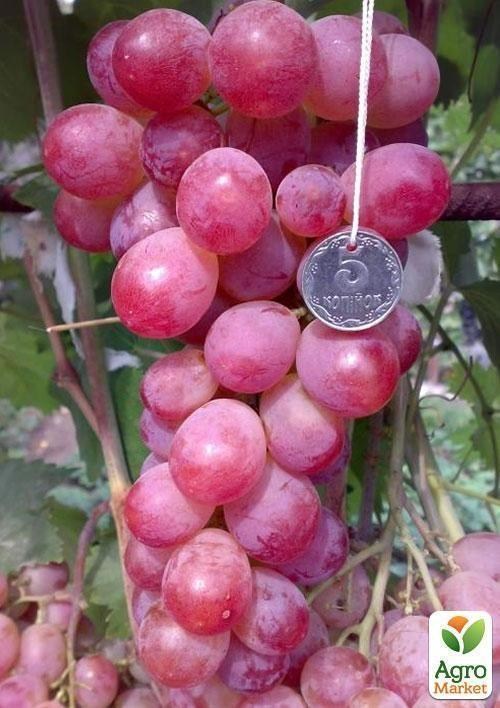 Виноград "Фламинго" (средне-поздний срок созревания, неприхотливый, благодарный сорт)