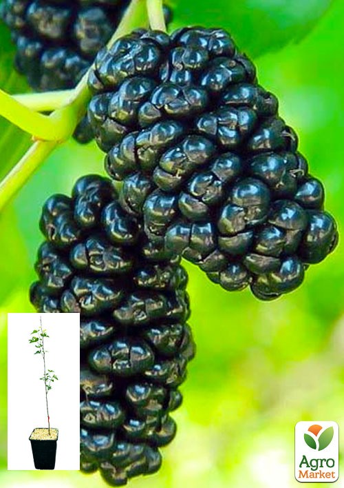 Шелковица "Черная жемчужина" укорененная в контейнере (саженец 2 года)