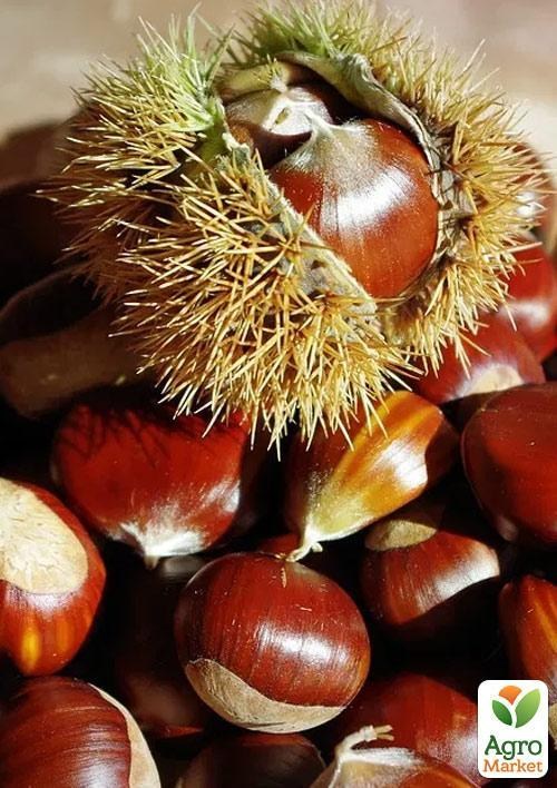 Каштан съедобный "Неаполитанский" высота 20см - фото 4