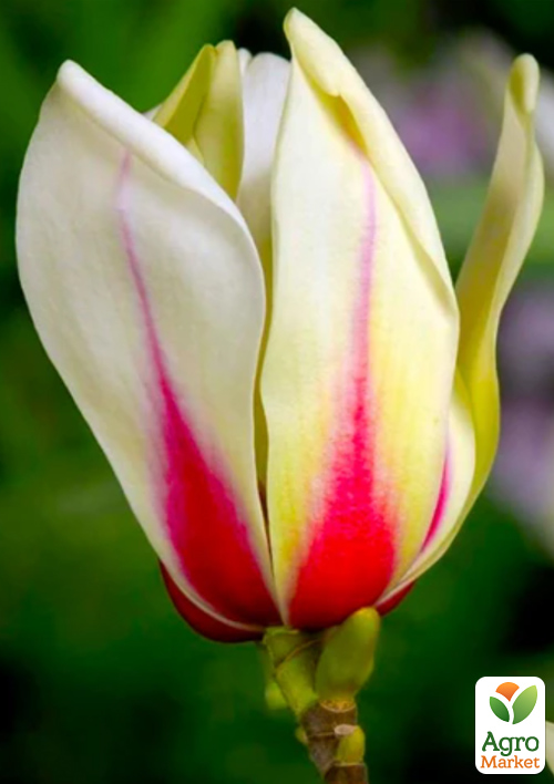 Магнолия 4-х летняя "Sunrise" (высота 80-100см) - фото 5