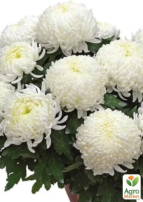 Хризантема  "Bilkis" (низкорослая крупноцветковая)