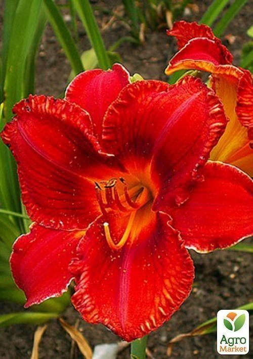 Лилейник "Mid Winter Fire" 1шт в упаковке