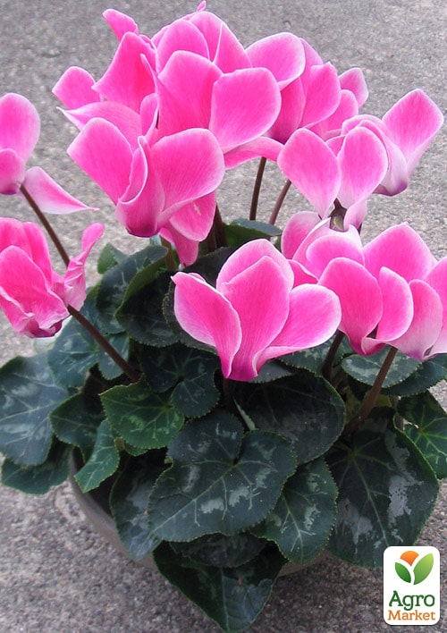 Цикламен персидский "Rose"