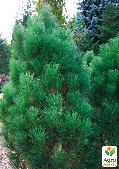 Сосна чорна "Green Tower" (ком/сітка), висота 90-120см - фото 4