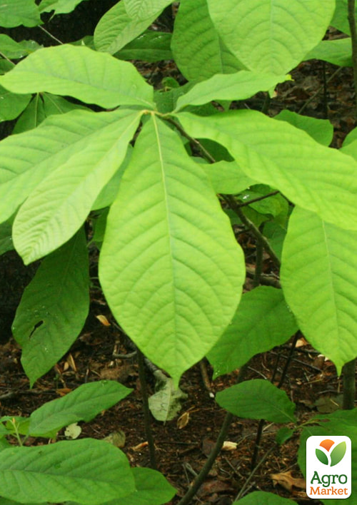 Азимина трилоба "Девис" (Davis) вазон Р9, высота 10-15см - фото 2